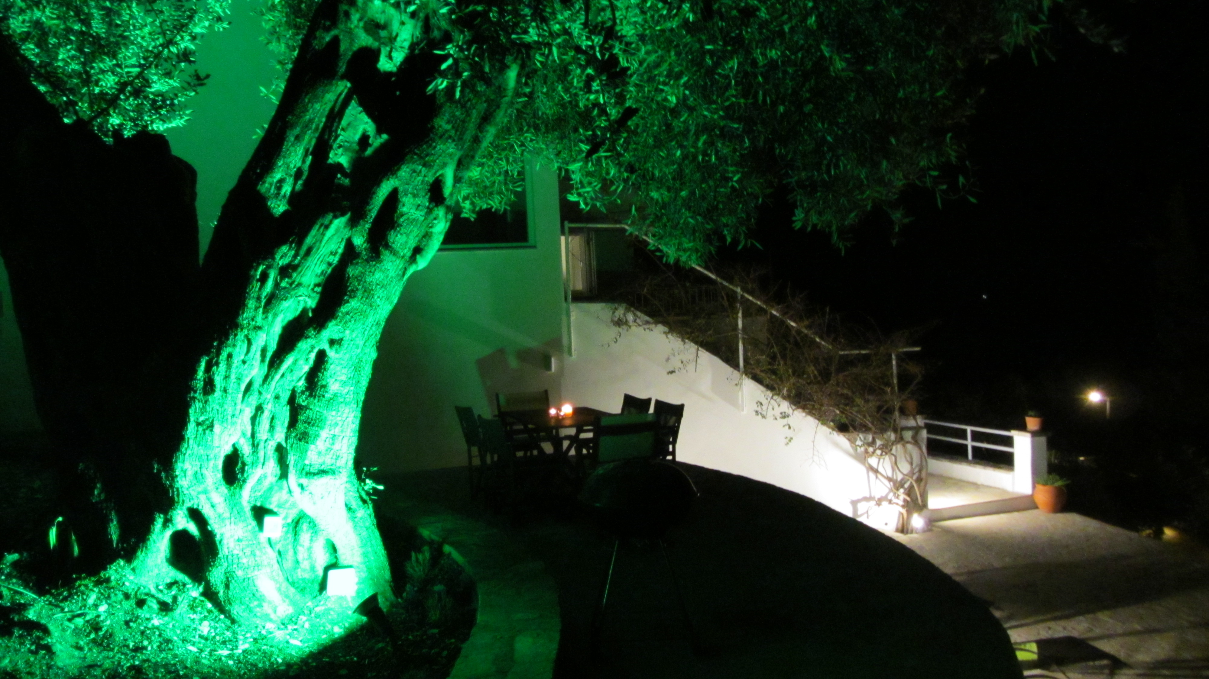 Stimmungsvolle Nachtbeleuchtung am Olivenbaum